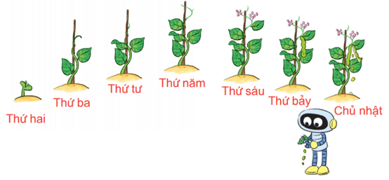 Toán lớp 1 Bài 35: Các ngày trong tuần trang 76 | Kết nối tri thức